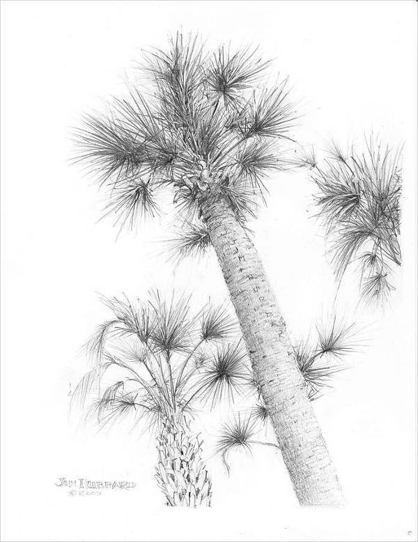 Palm Tree Leaves Drawing