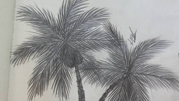 how to draw a realistic palm tree