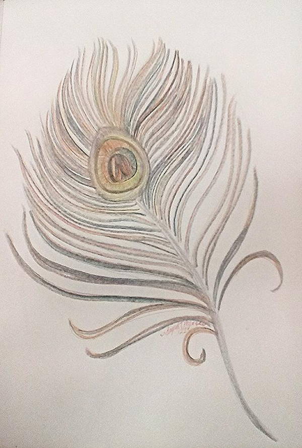 Peacock Feather Drawing