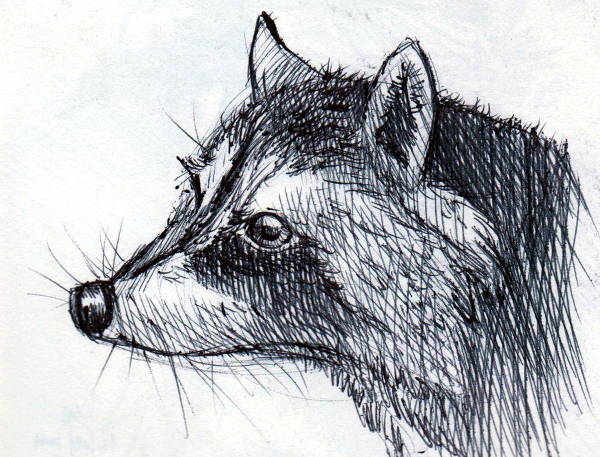 Pen Drawing for Beginners: Permanency, Texture and Composition | Sam  Gillett | Skillshare