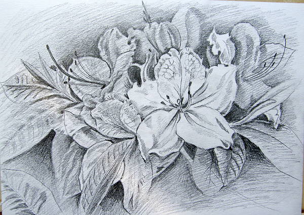 Pencil Drawing of Flowers