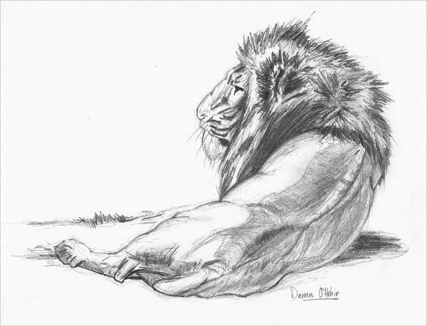 Pencil Lion Drawing
