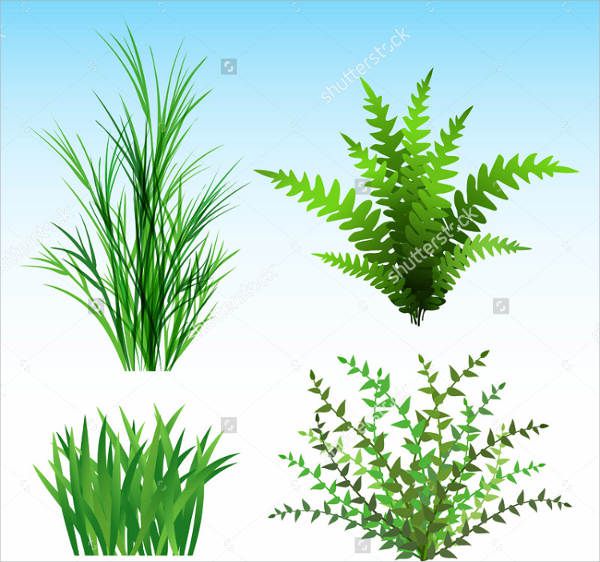 Plant Vector Illustration