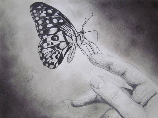 Pretty Butterfly Drawing