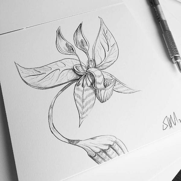 Pretty Flower Drawing