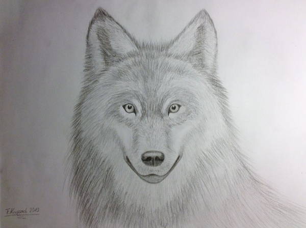 Realistic Animal Drawing