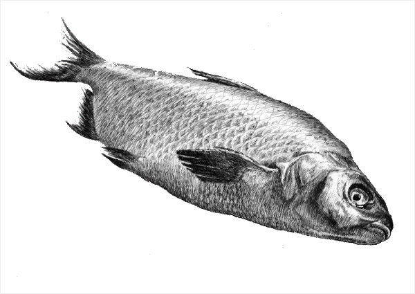 Pike perch fish, realistic pencil drawing on Craiyon