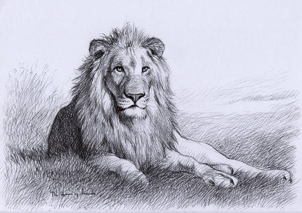 FREE 7 Lion Drawings in AI