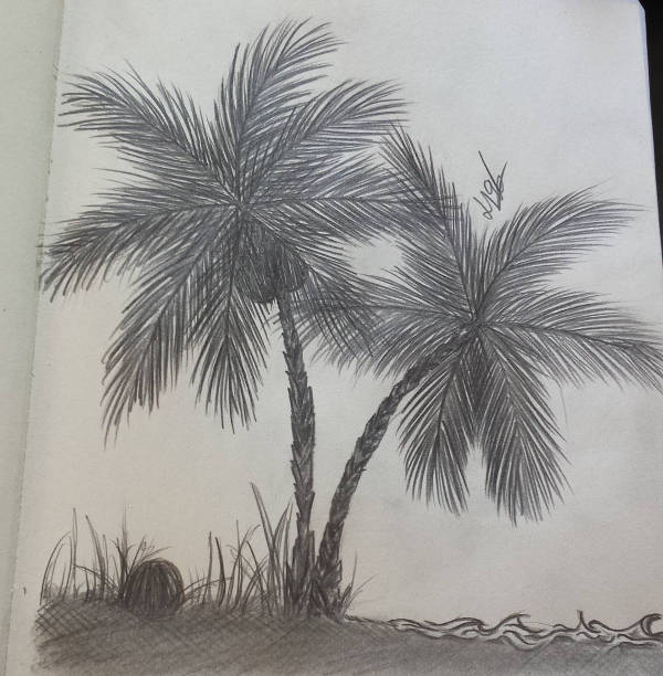 FREE 7+ Palm Tree Drawings in AI