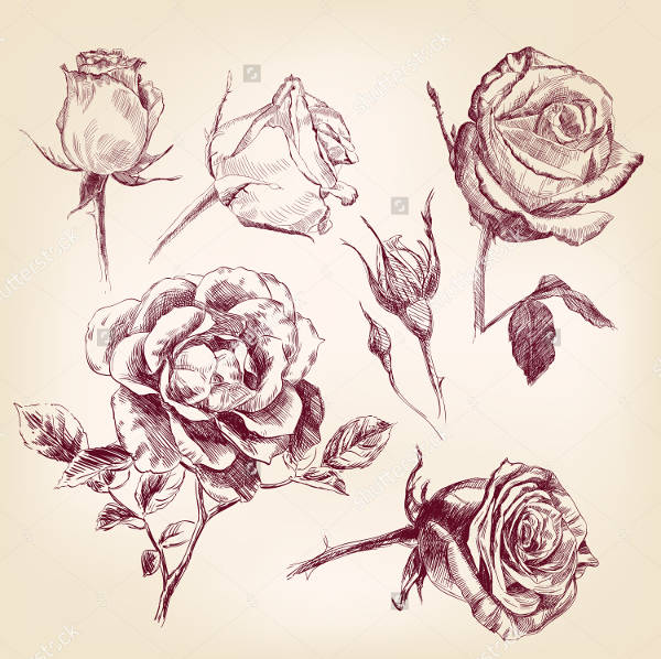 Realistic Rose Drawing