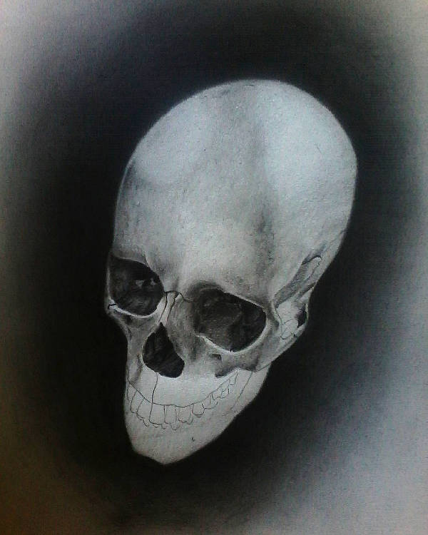 Realistic Skull Drawing