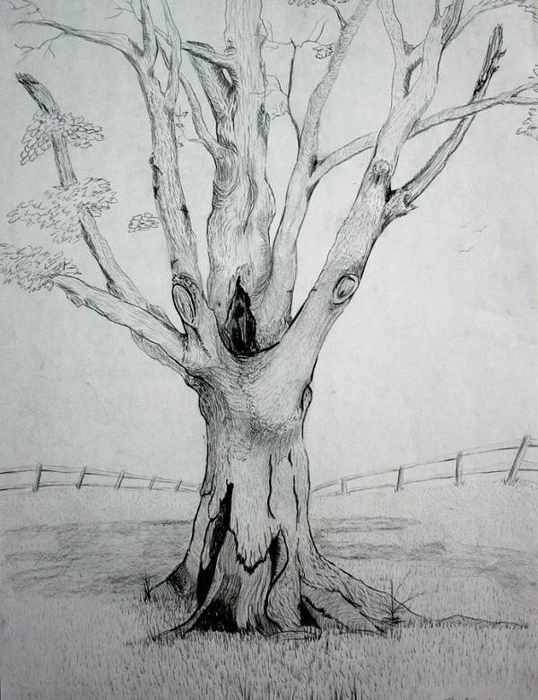 Realistic Tree Drawing