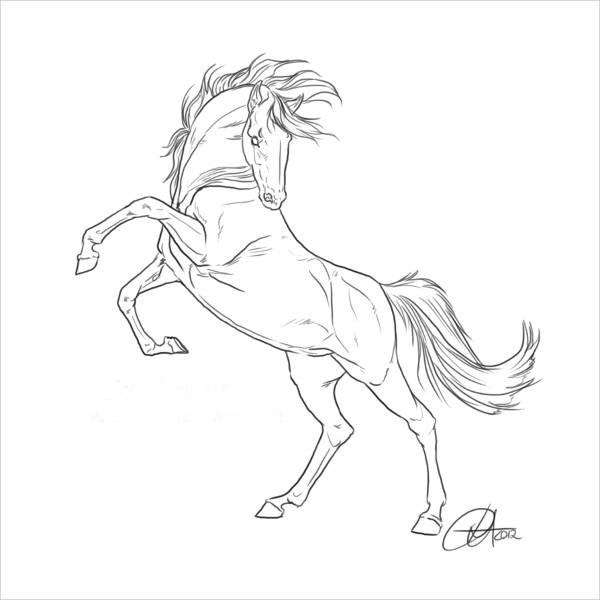 11 Horse Drawings JPG Download