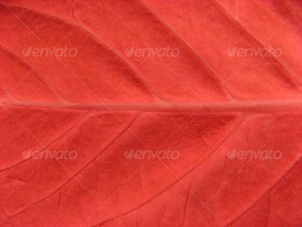 Red Leaf Texture