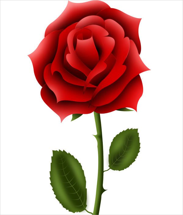 Rose Flower Illustration