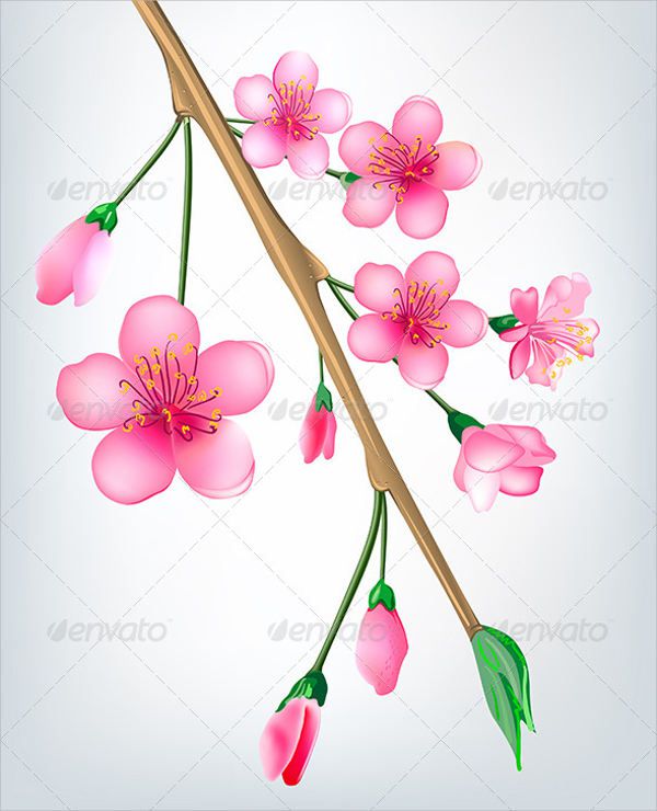 Sakura Flower Illustration