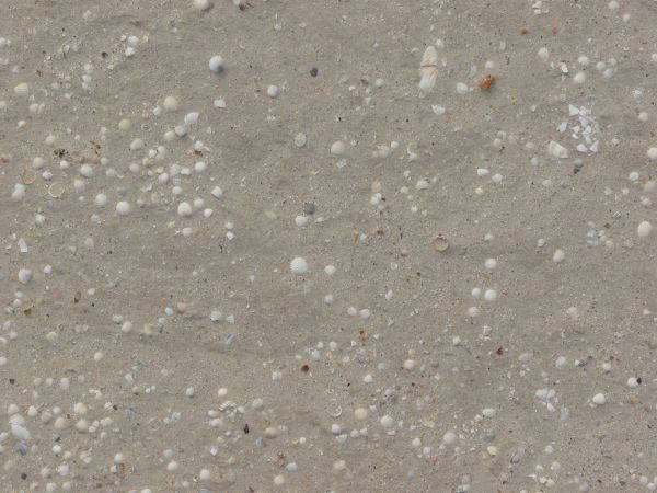 Sand Shells Photoshop Texture