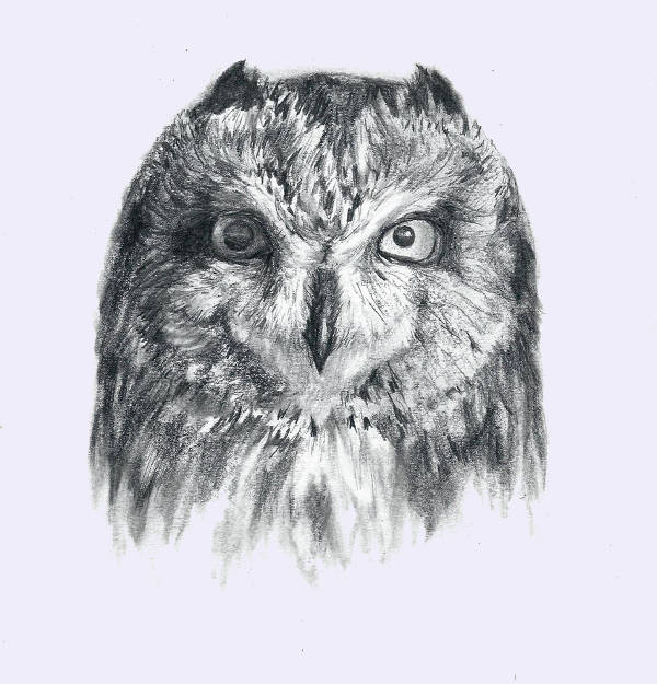 Short Eared Owl Drawing