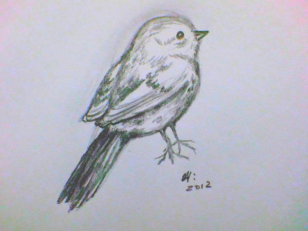 Simple Bird Drawing