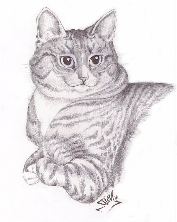 easy drawing of cat