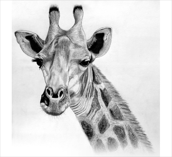 Black And White Realistic Giraffe Drawing