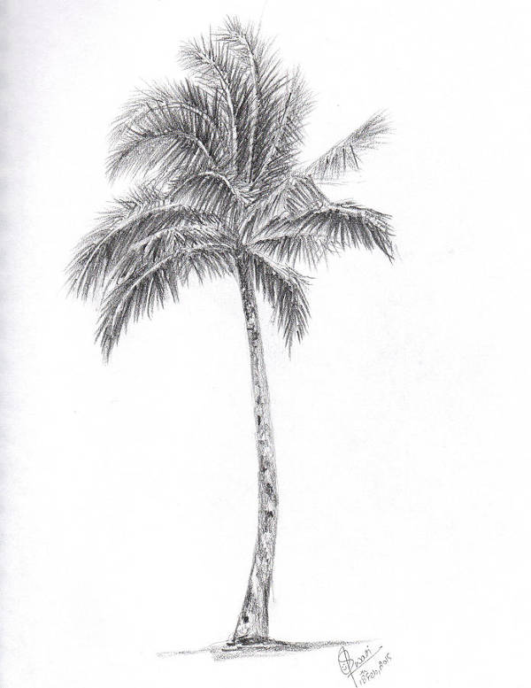 Simple Palm Tree Drawing