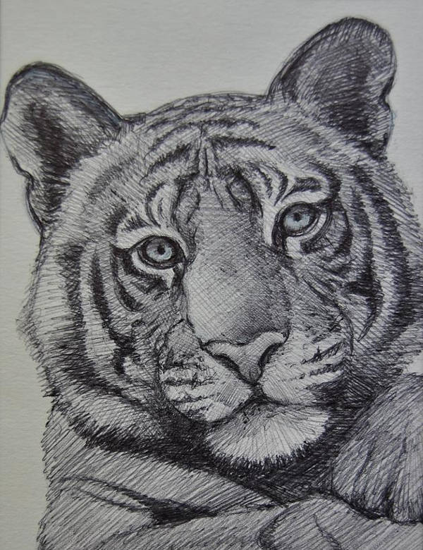 easy tiger pencil drawing