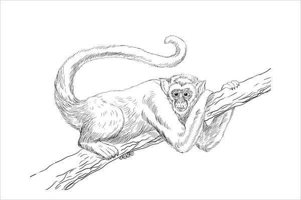 Spider Monkey Coloring Page