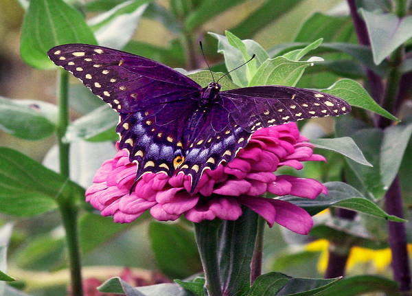 Spring Butterfly Image