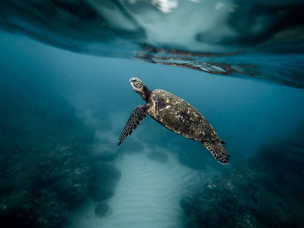 Stunning Underwater Photography