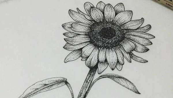 Outline Sunflower Drawing Step By Step