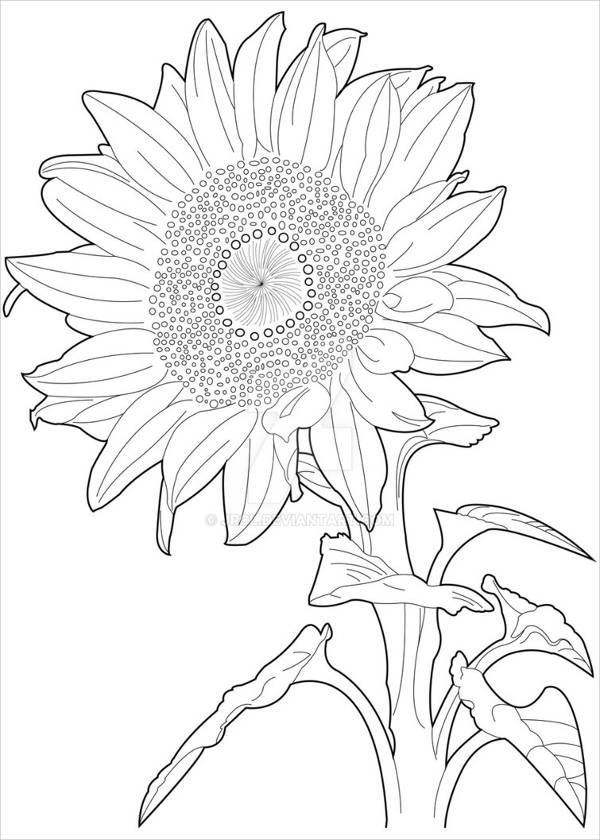 FREE 10+ Sunflower Drawings in AI