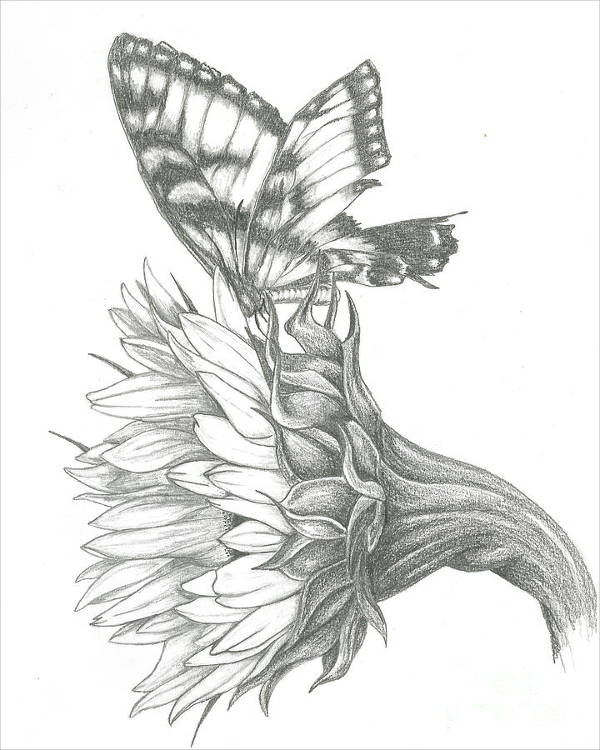 Sunflower Pencil Drawing
