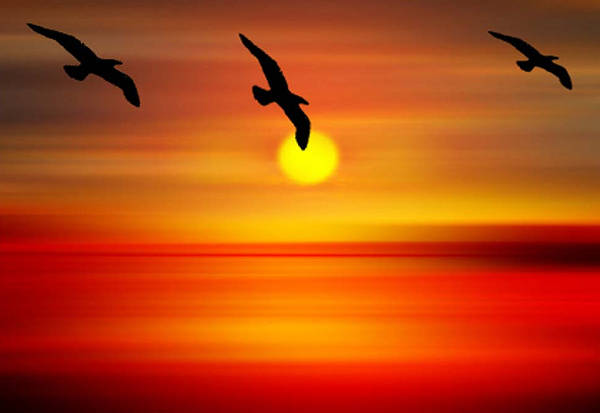 Sunset Bird Painting