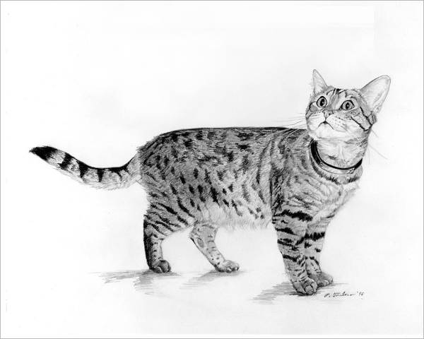 Tabby Cat Drawing