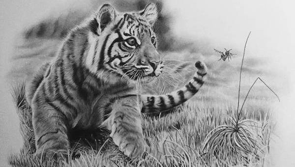 easy tiger pencil drawings