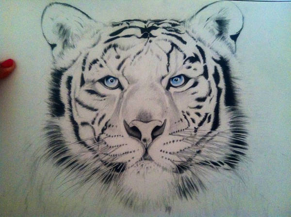 Tiger Face Drawing
