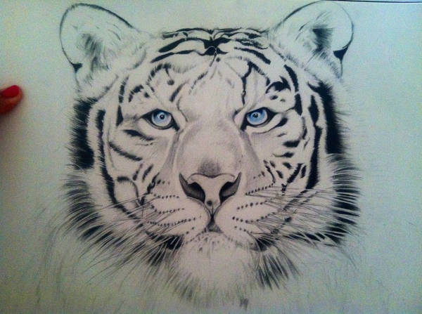 tiger face drawing pencil