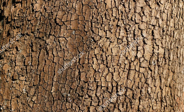 Tree Texture for Photoshop