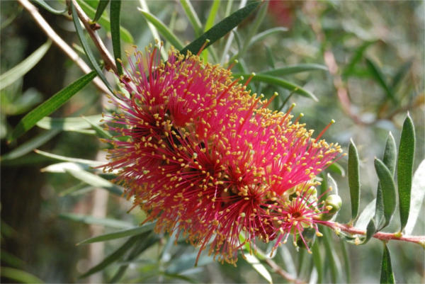 Unique Flower Photography