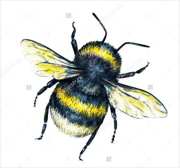 Watercolor Bumble Bee Drawing