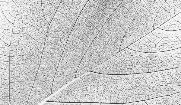 White Leaf Texture