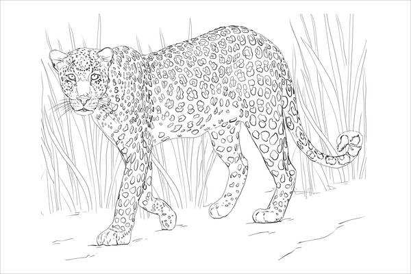 Wild Animal Coloring Page