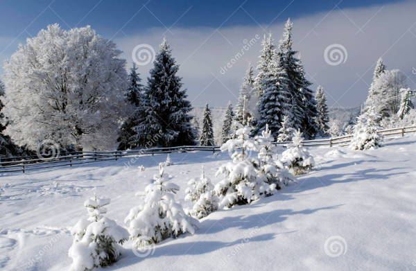Winter Beautiful Photography
