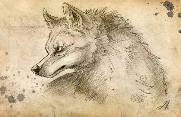 Wolf Sketch Drawing