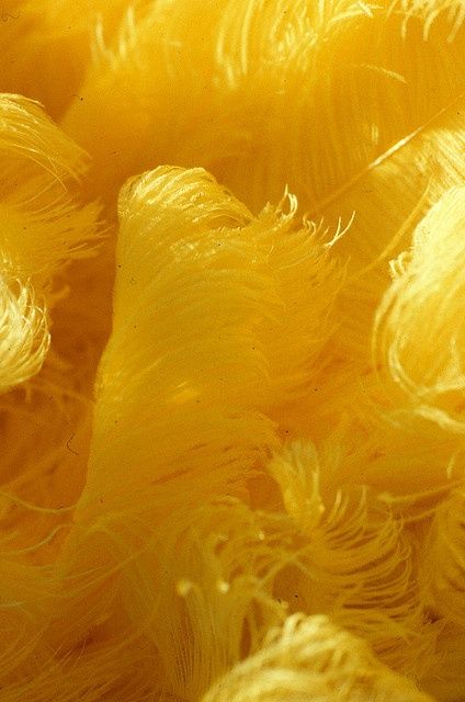 Yellow Feathers Texture